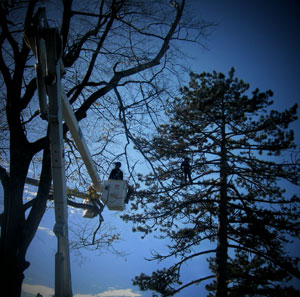 Tree Trimming